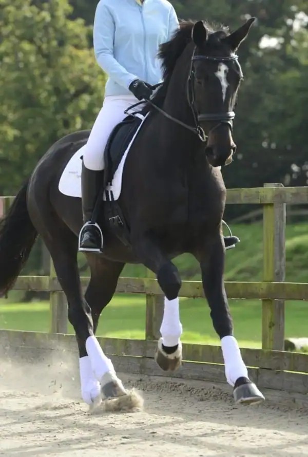 Equilibrium Stretch & Flex Training Wrap 