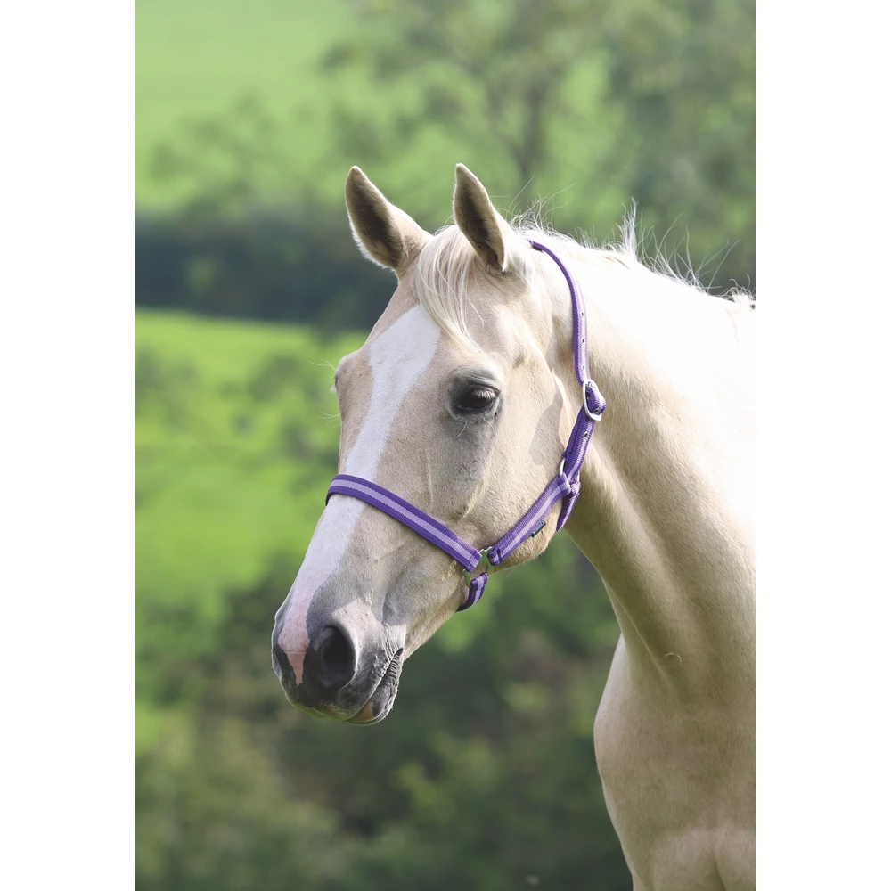 Wessex Headcollar in Purple/Lilac