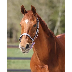 QHP Head Collar Flore - Lavender in Lavender